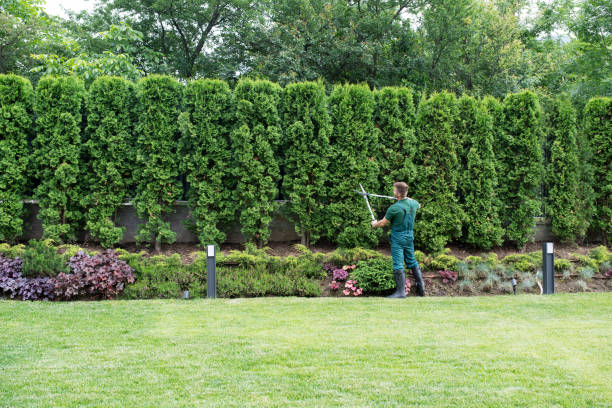 Professional Tree Services in Gloucester City, NJ