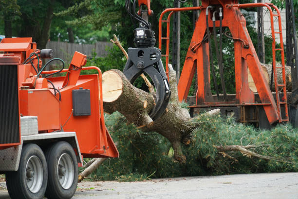 How Our Tree Care Process Works  in  Gloucester City, NJ